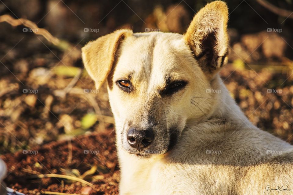 Cute Dog from India