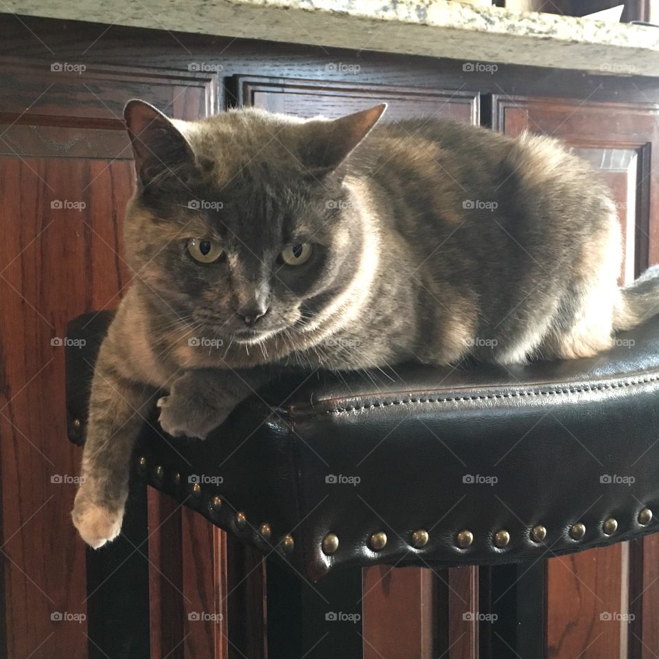 Silver, our dilute tortoiseshell cat sitting on a bar stool. 