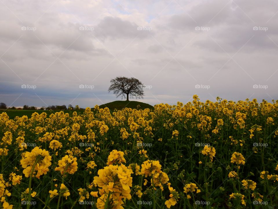 Lonely oak