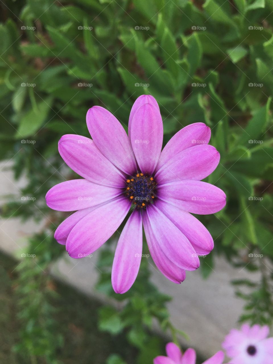 Elevated view of purple beautiful flower