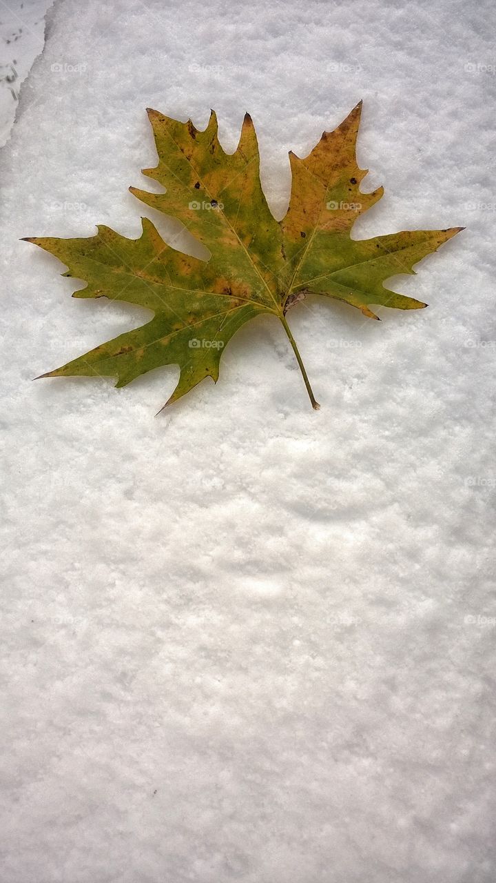 Maple leaf on the snow