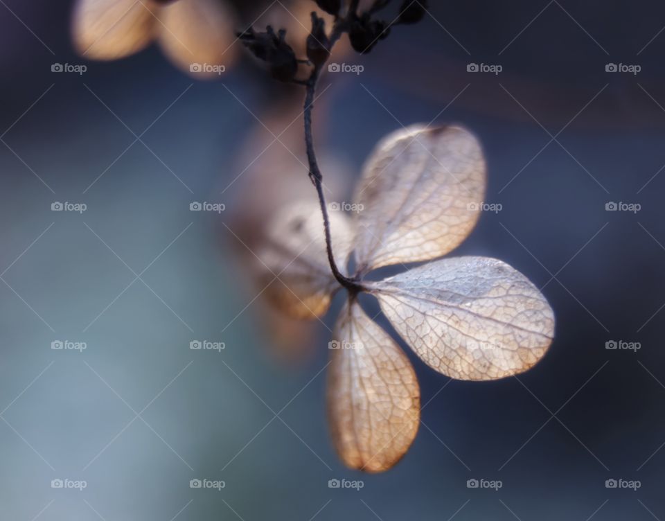 Dried hydrangea 