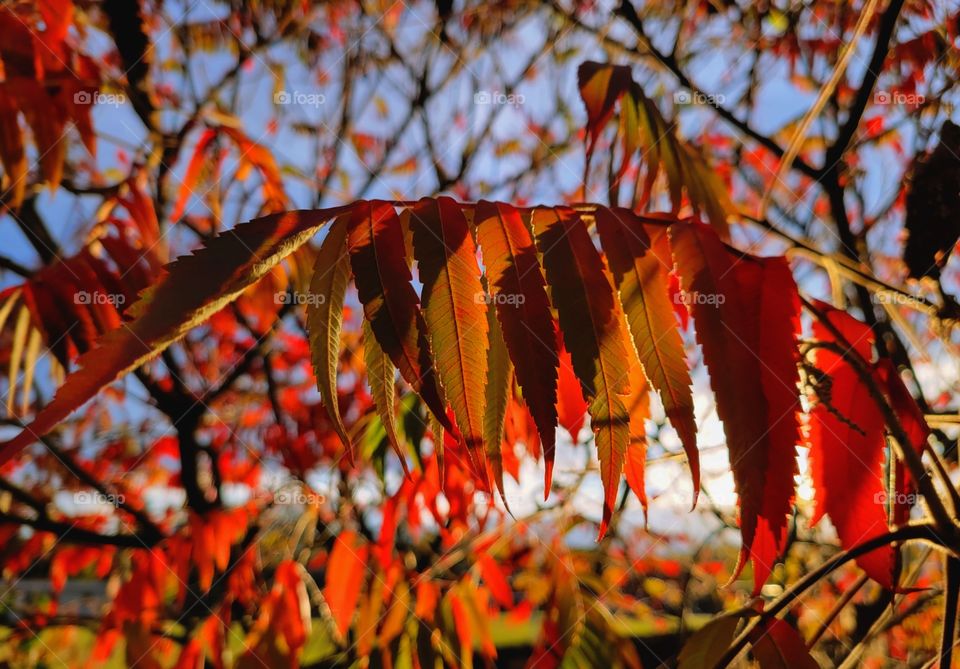 fall plants & colors