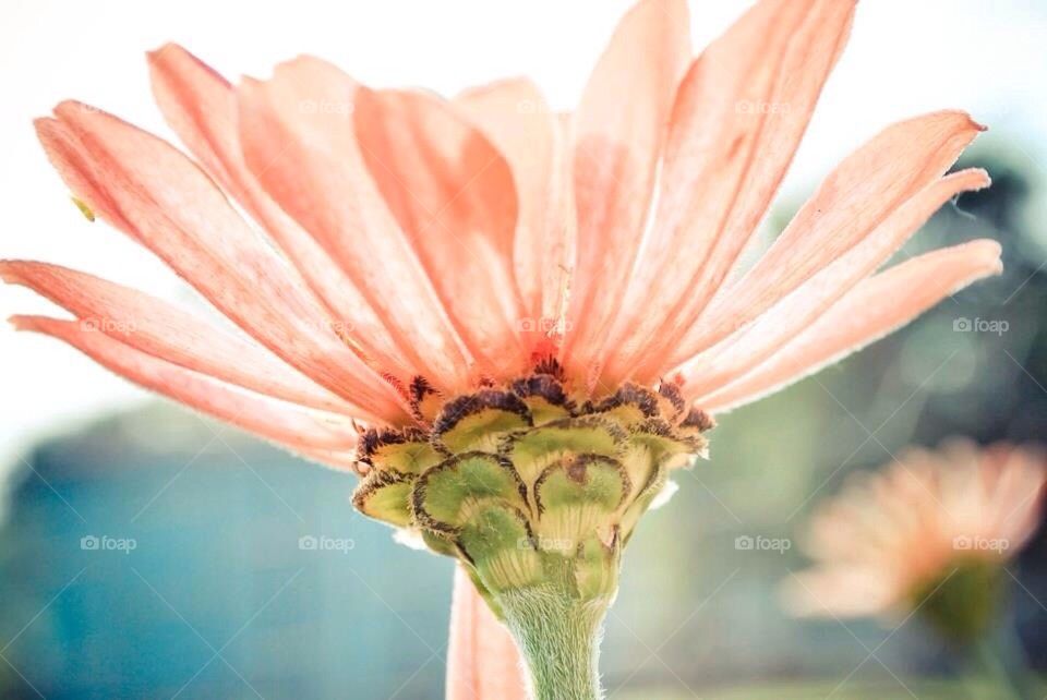 Flower skeleton