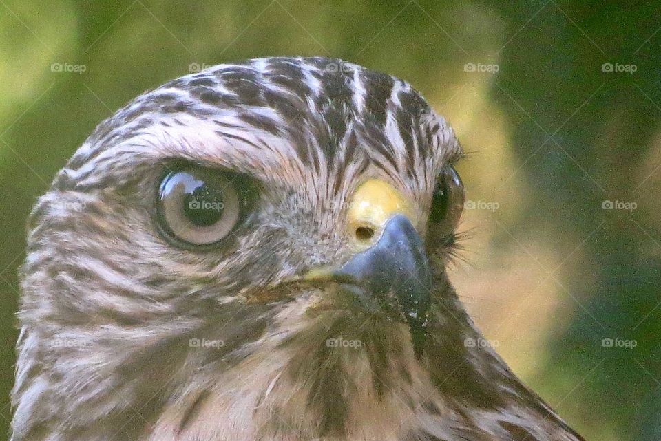 Close up of a juvenile hawk