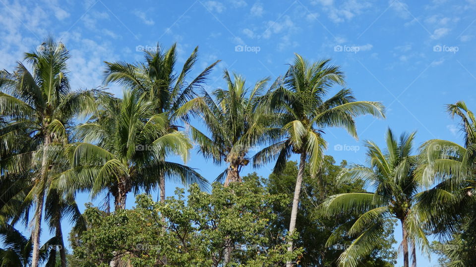 palm trees aat island city park Wilton Manors, Florida