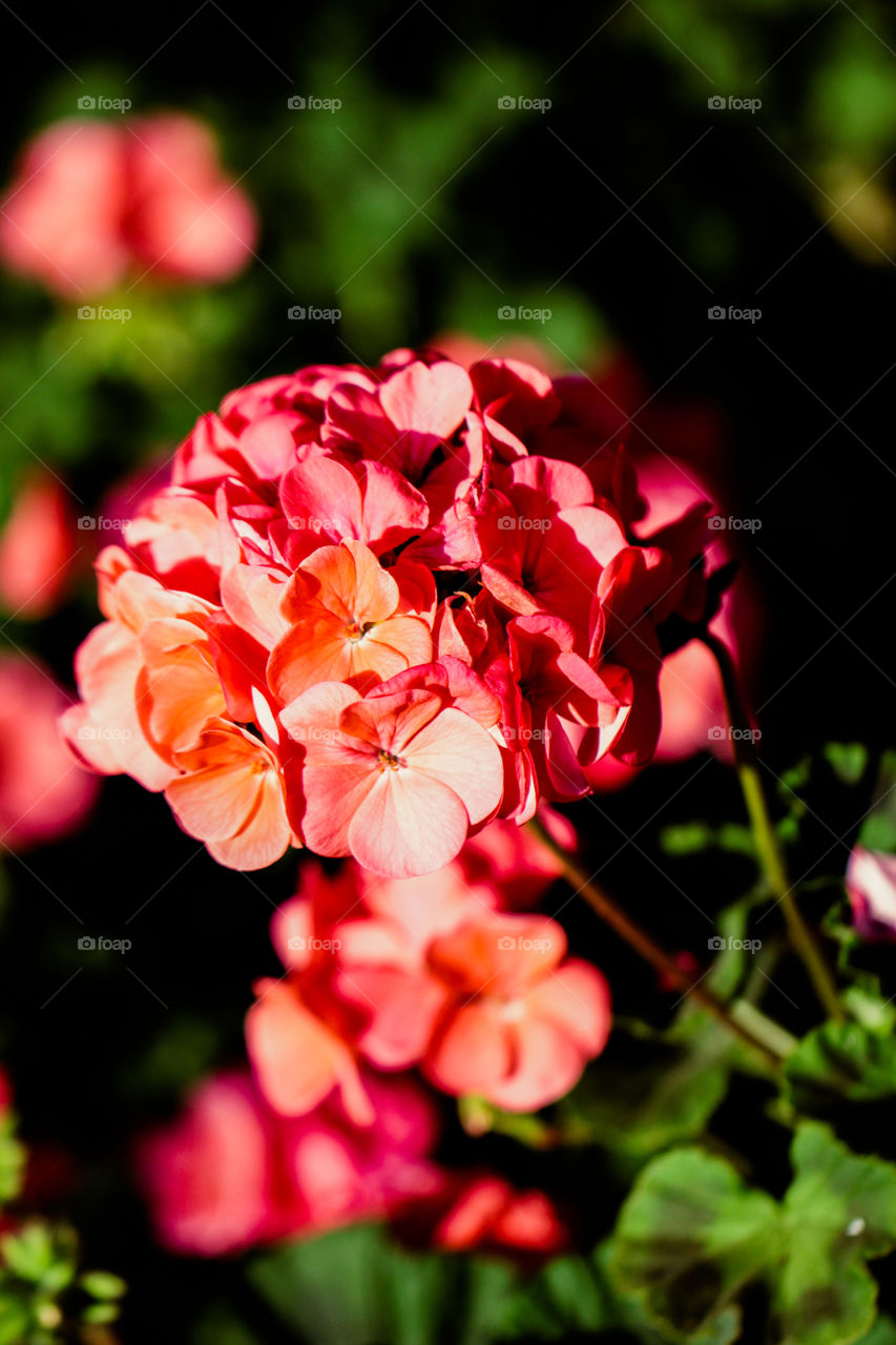 red flowers