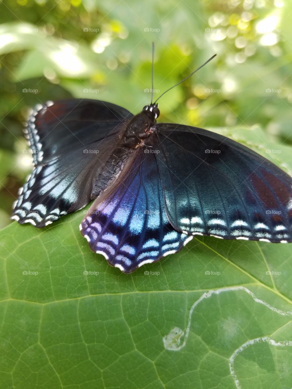 detail of a swallowtail butterfly