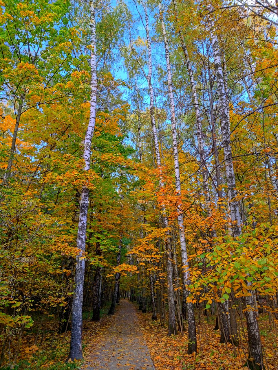 Autumn. A small path in the forest.  All colors of autumn from brown to yellow