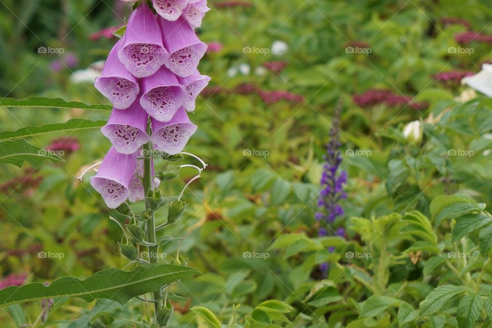 Pink foxglove flowers