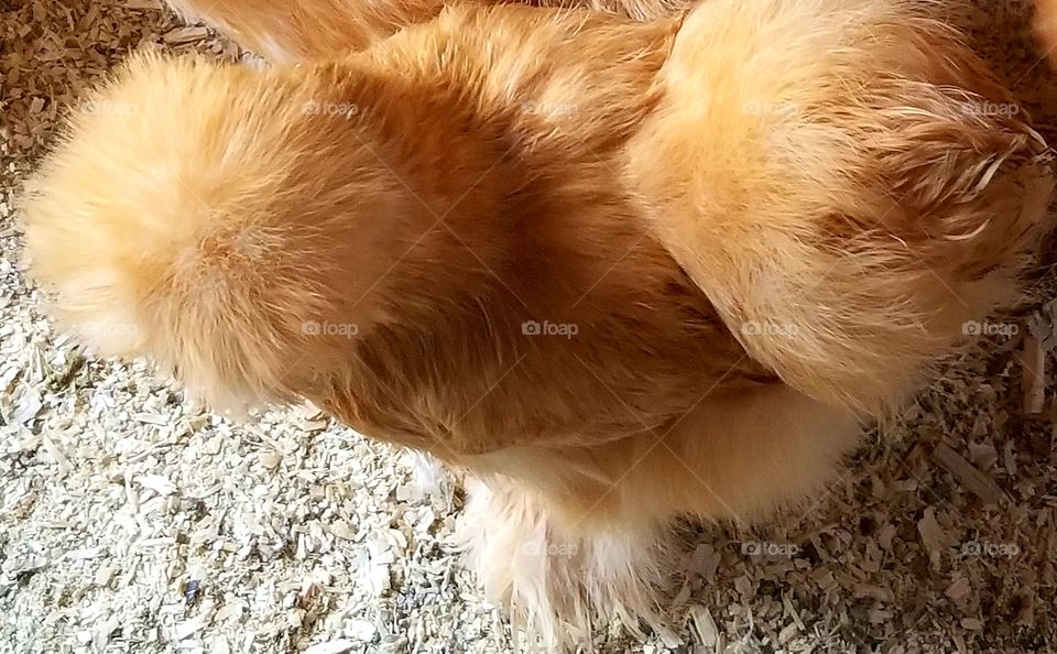 buff Silkie from above