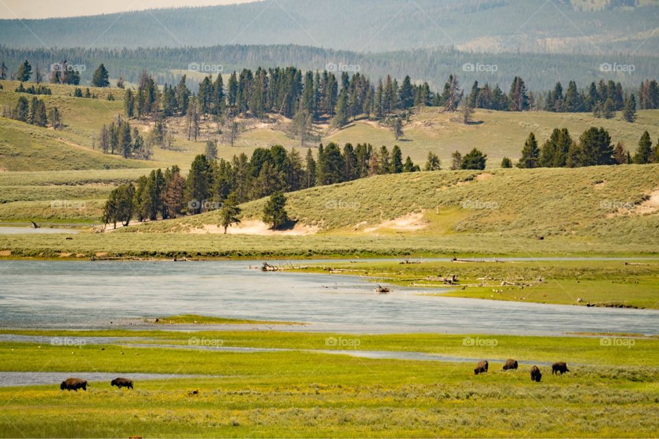 Bison at Yellowstone