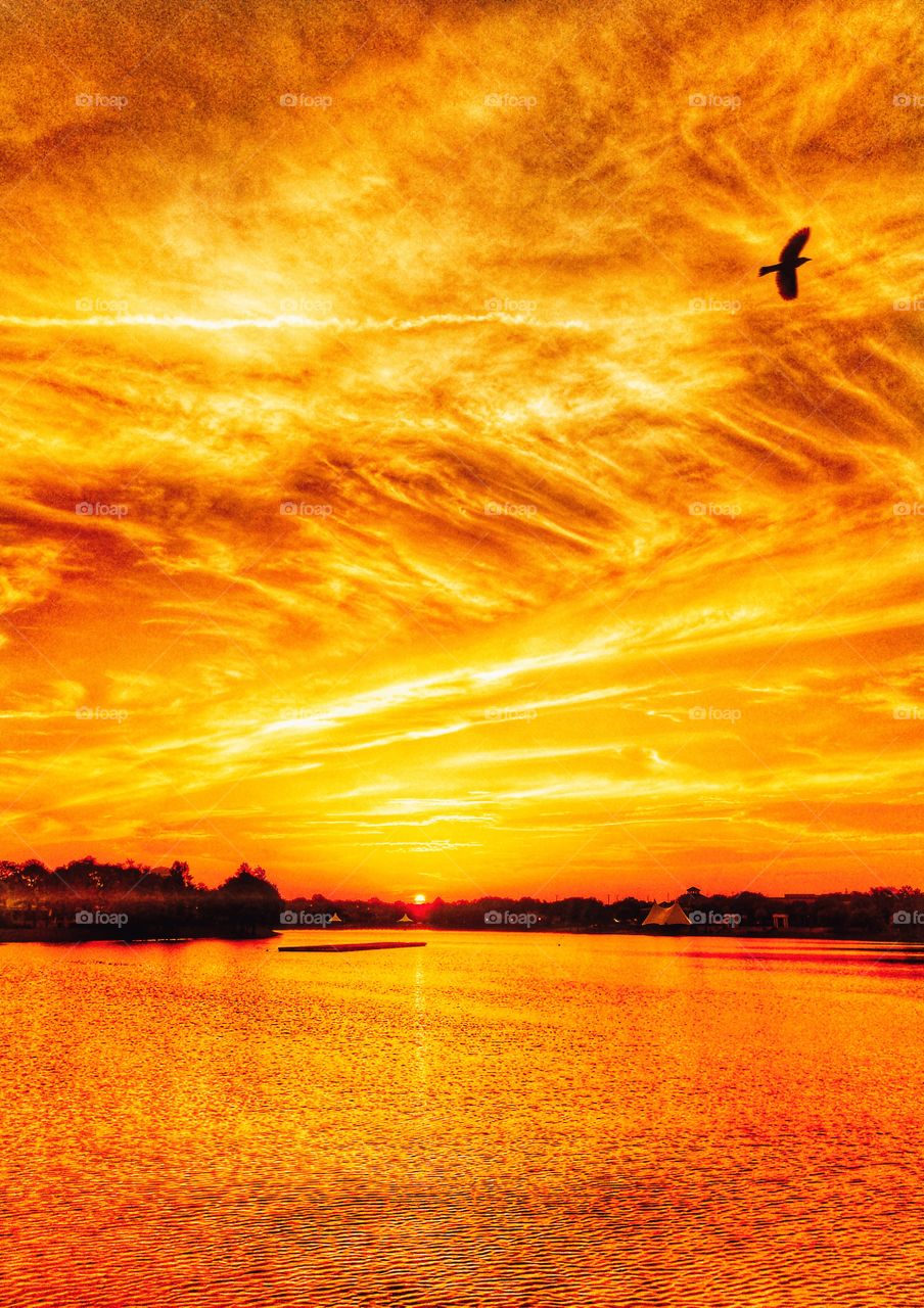 A beautiful golden sunrise at Cranes Roost Park in Altamonte Springs, Florida. As I was taking pictures a flock of birds flew by and I was able to capture the last one in this photo.