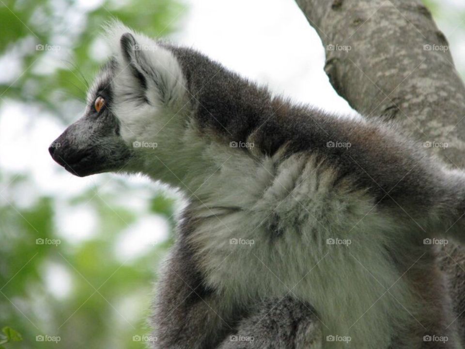 Lemur. Curious Lemur