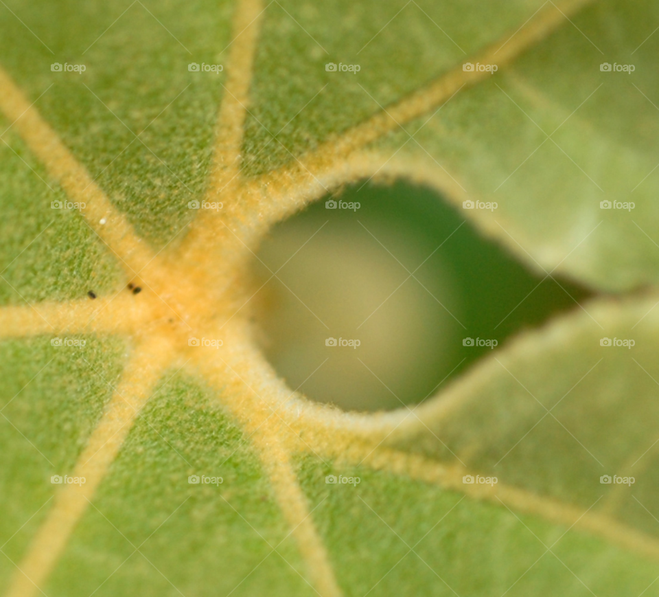 plant leaf paper by lightanddrawing