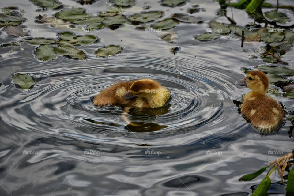 Duck, Pool, Water, Lake, Reflection
