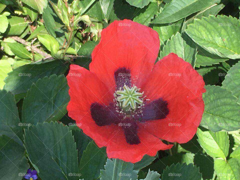 Red poppy 