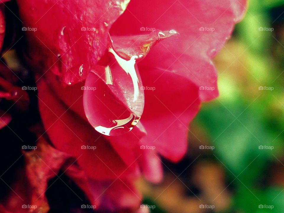 Water on the pink rose