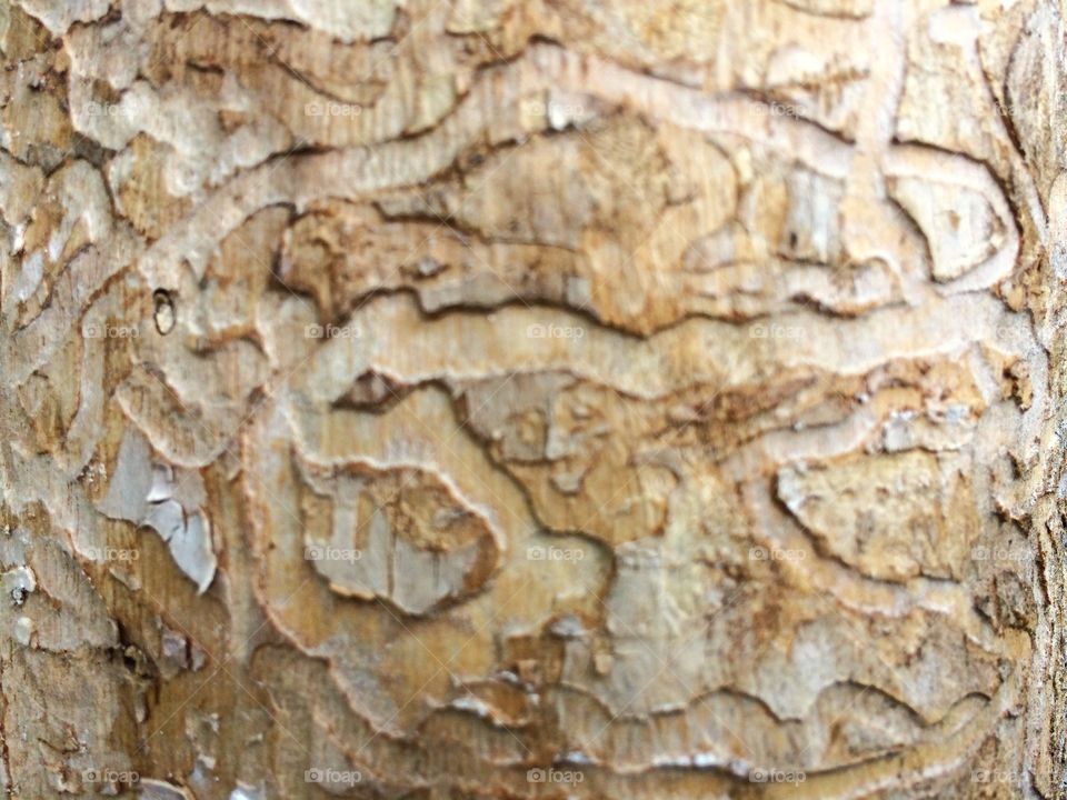 Natural design on tree trunk