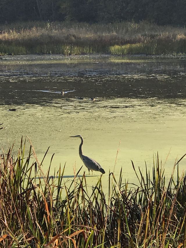 Herons 