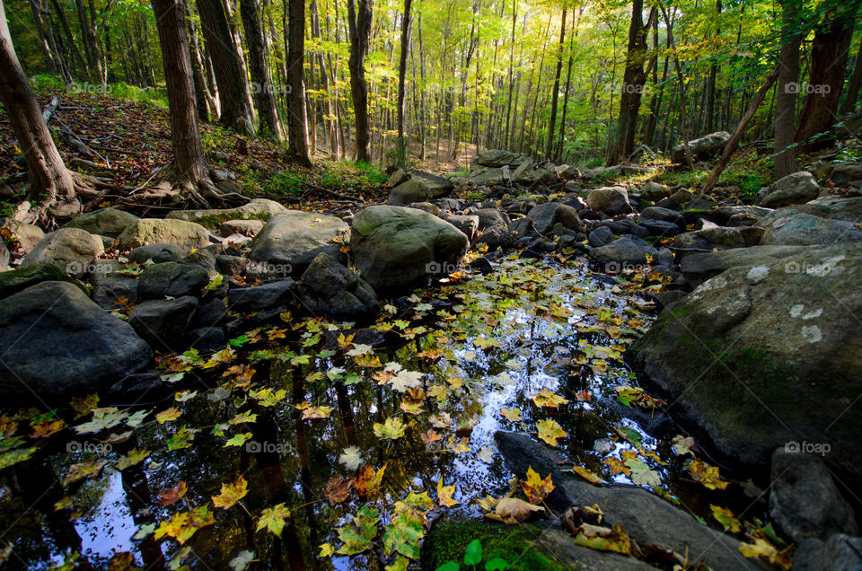 Autumn leaves floating along a stream at a hiking trail near the village of Cold Spring, in upstate New York