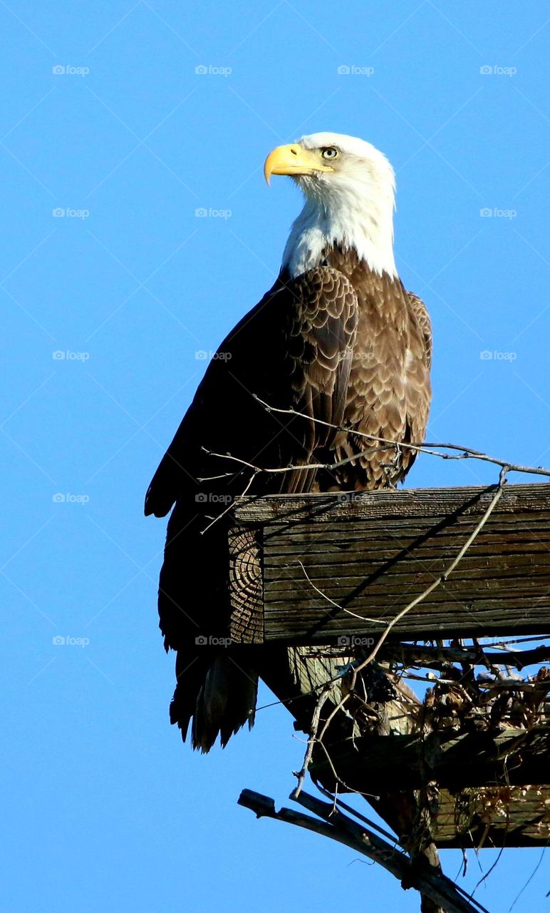 Bald Eagle on a Roost