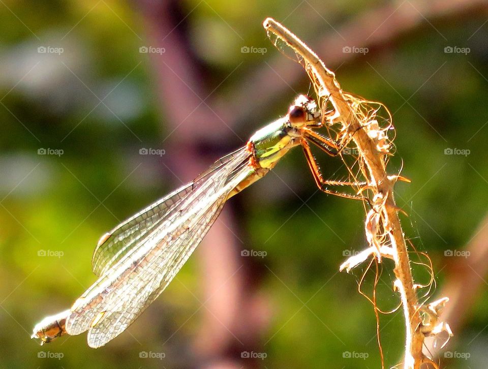 translucent dragonfly