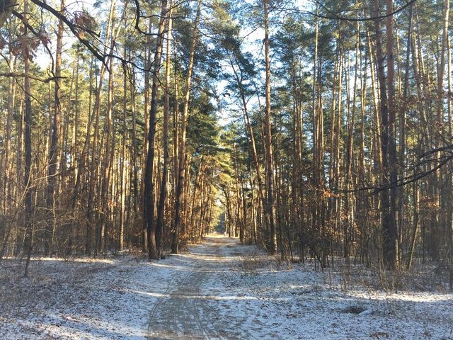 Forest road