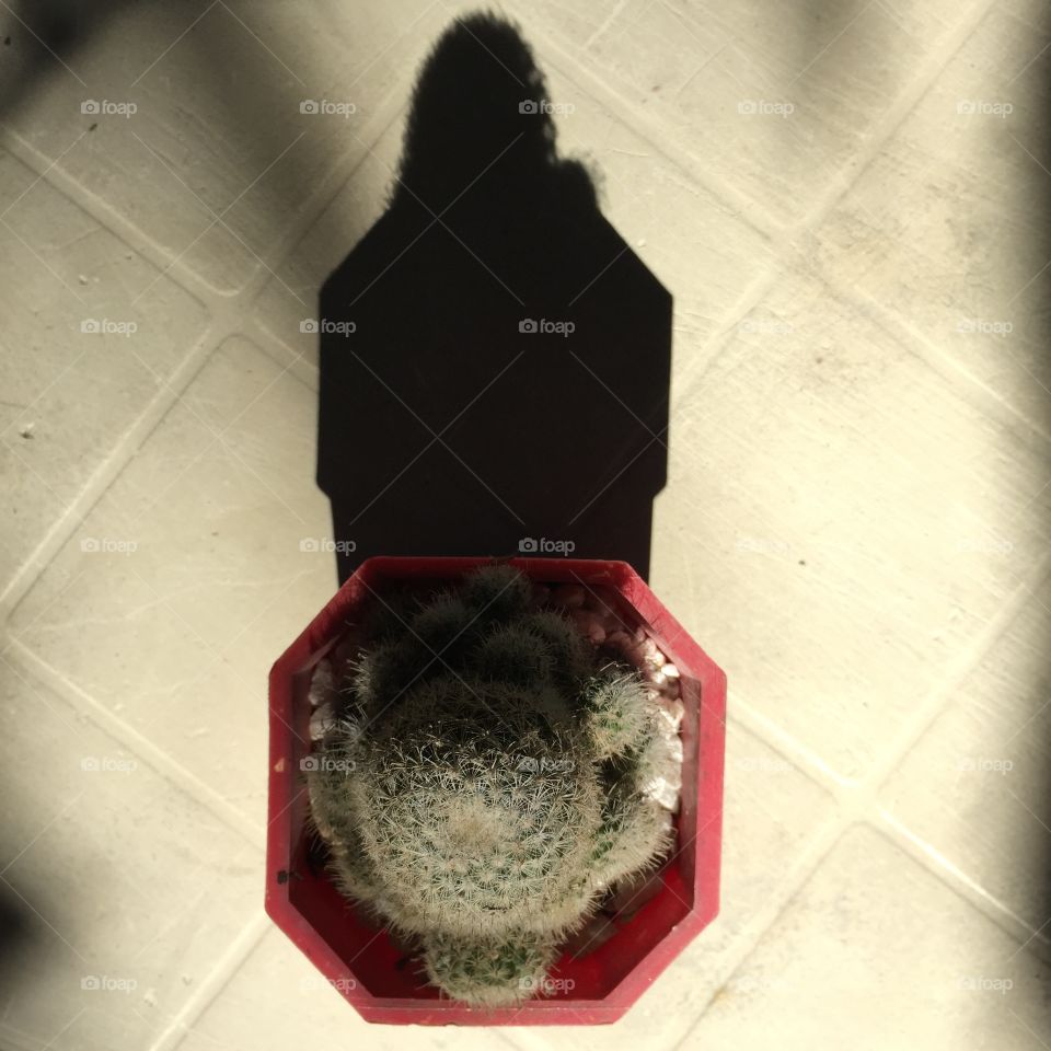 Cactus shadow