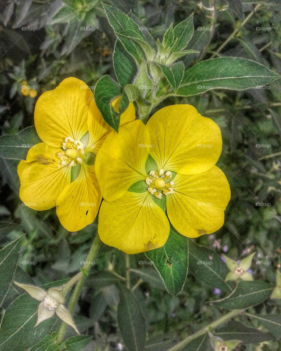 yelow flower