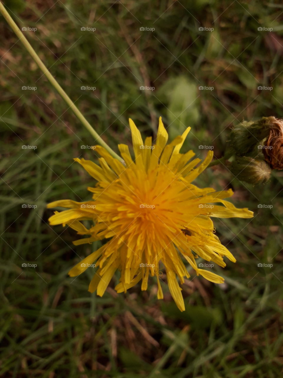 yellow dandelion flower