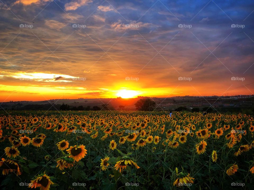 Sunflower field at sunset.