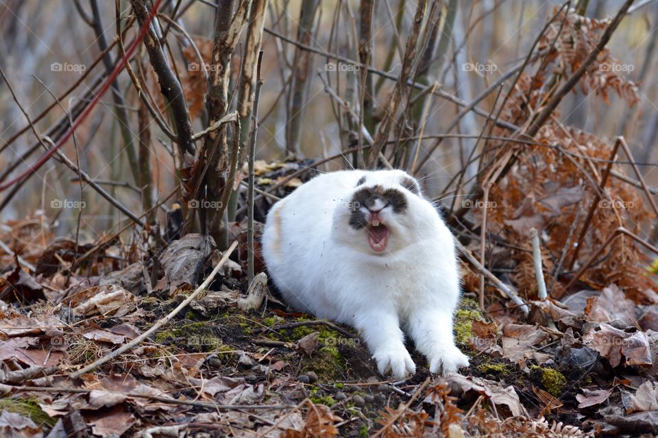 The Yawning Bunny
