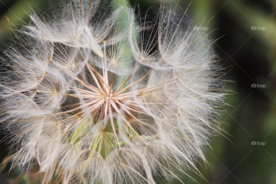 Dandelion seeds