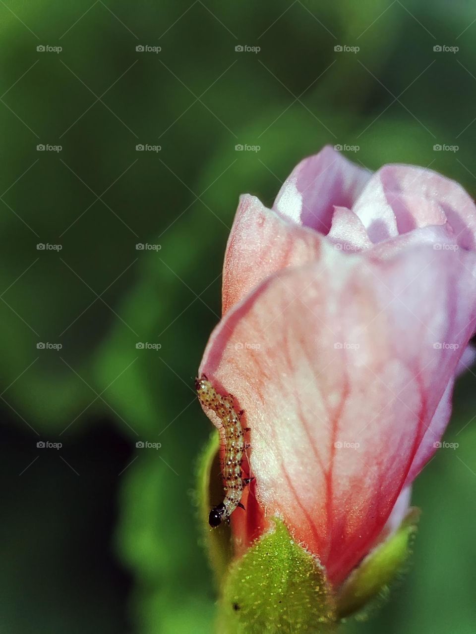 Macro photo of a caterpillar sitting on the flower
