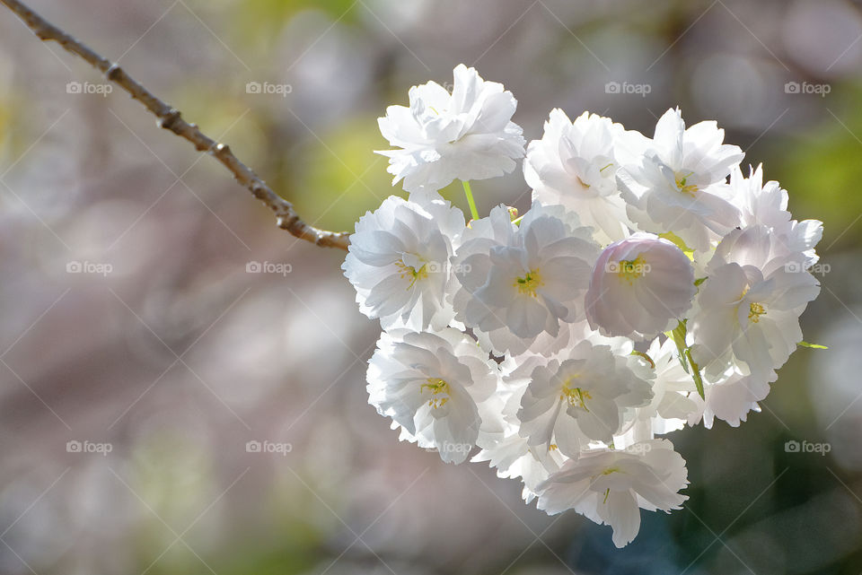 Pale pink yaezakura cluster