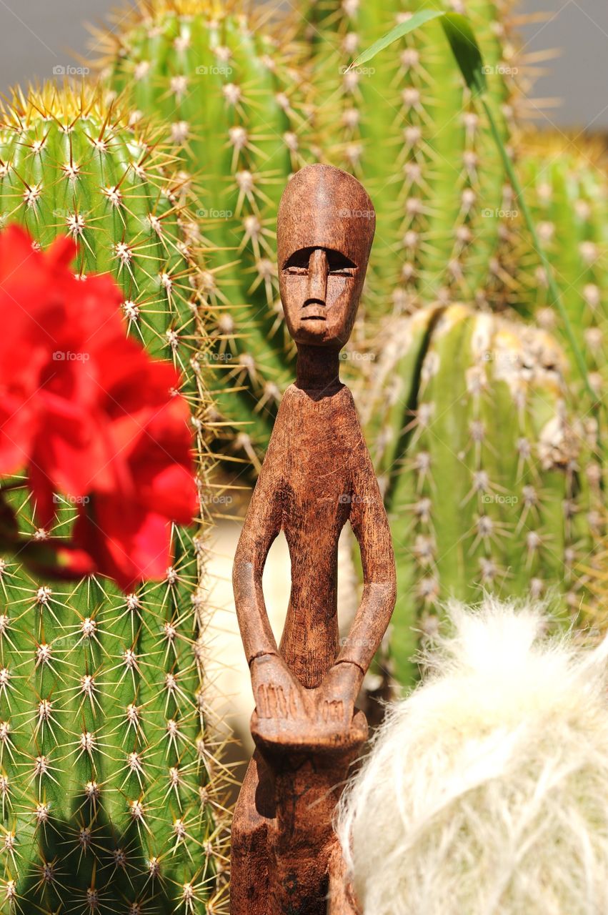 Keeper of the cactus