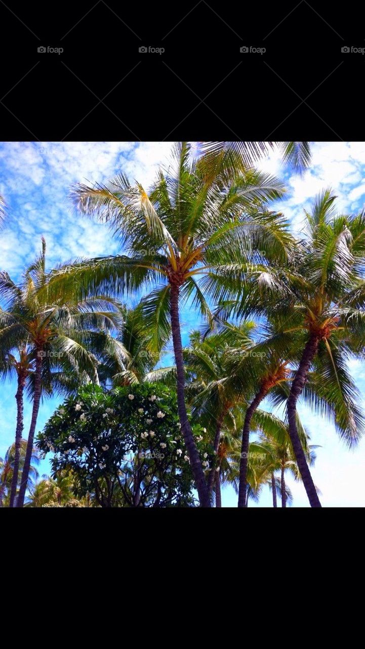 sky green oahu palm trees by gingersleetsnow