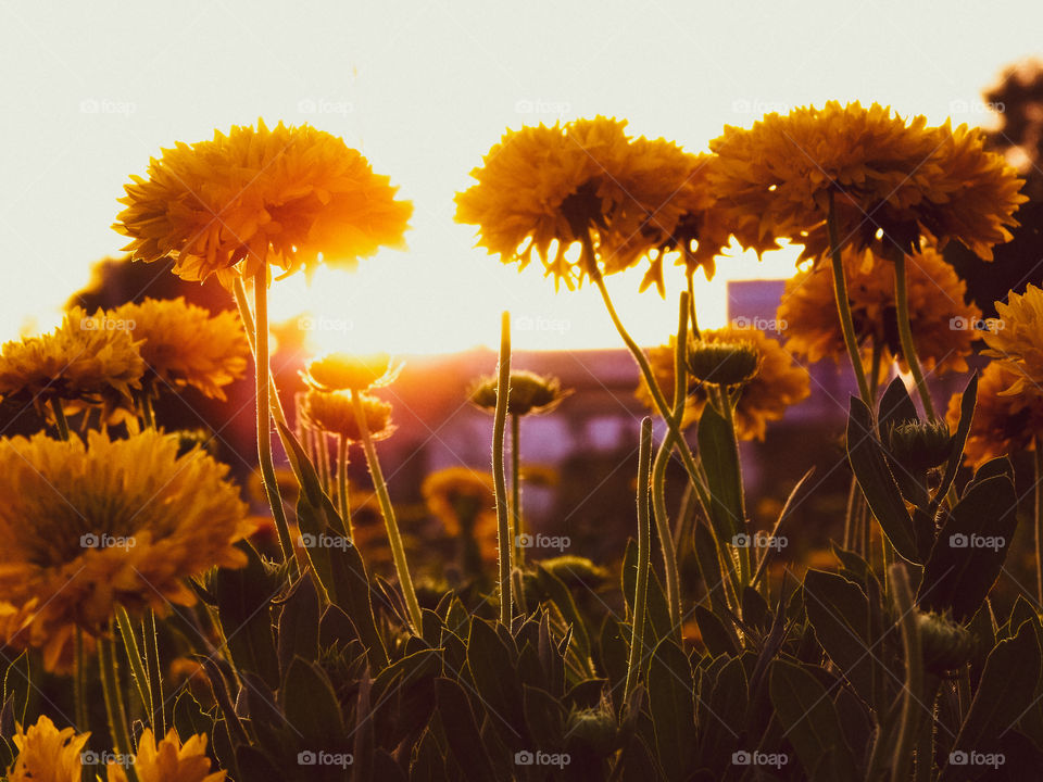 beautiful sunset view through the flowers