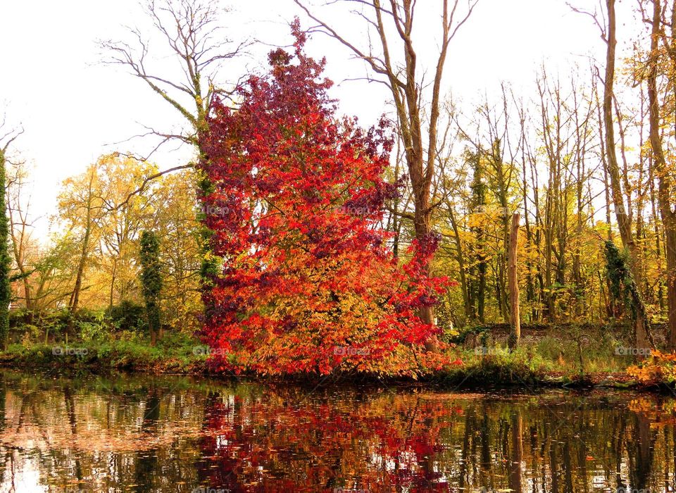 Autumn rain reflections