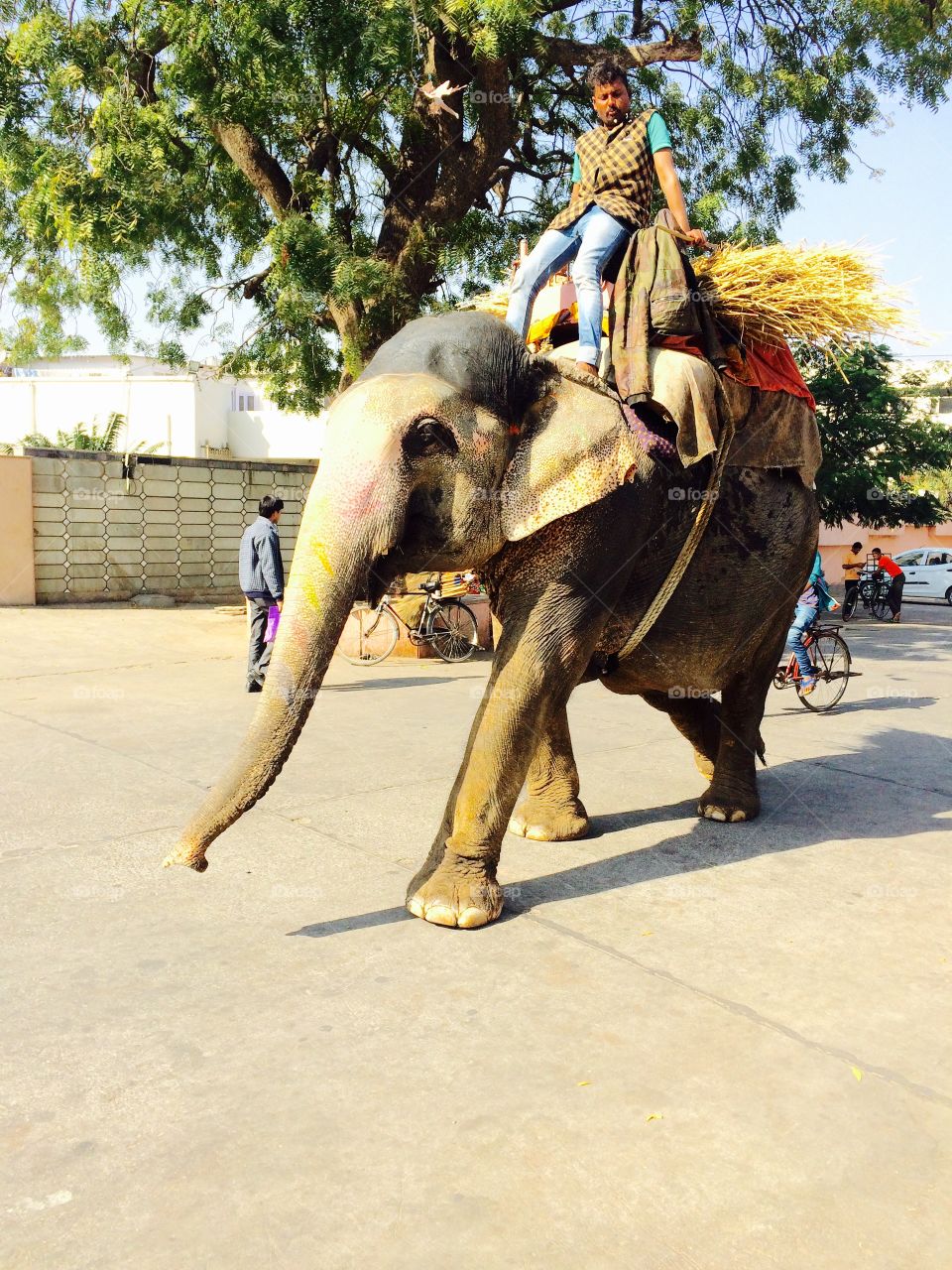Walking on road elephant