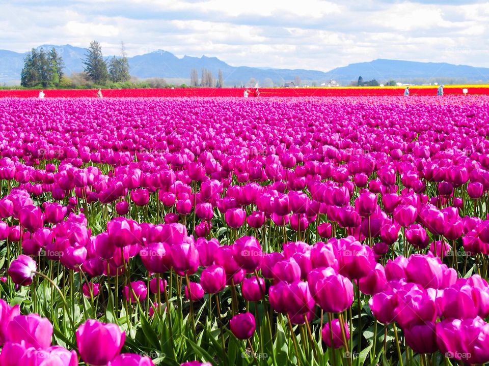 Tulip fields