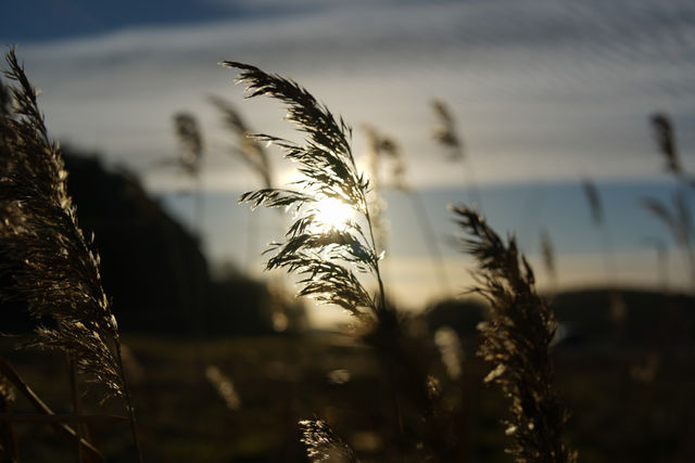 Straw