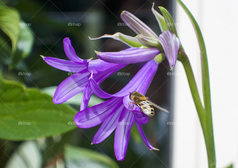 Blue bell flowers. 