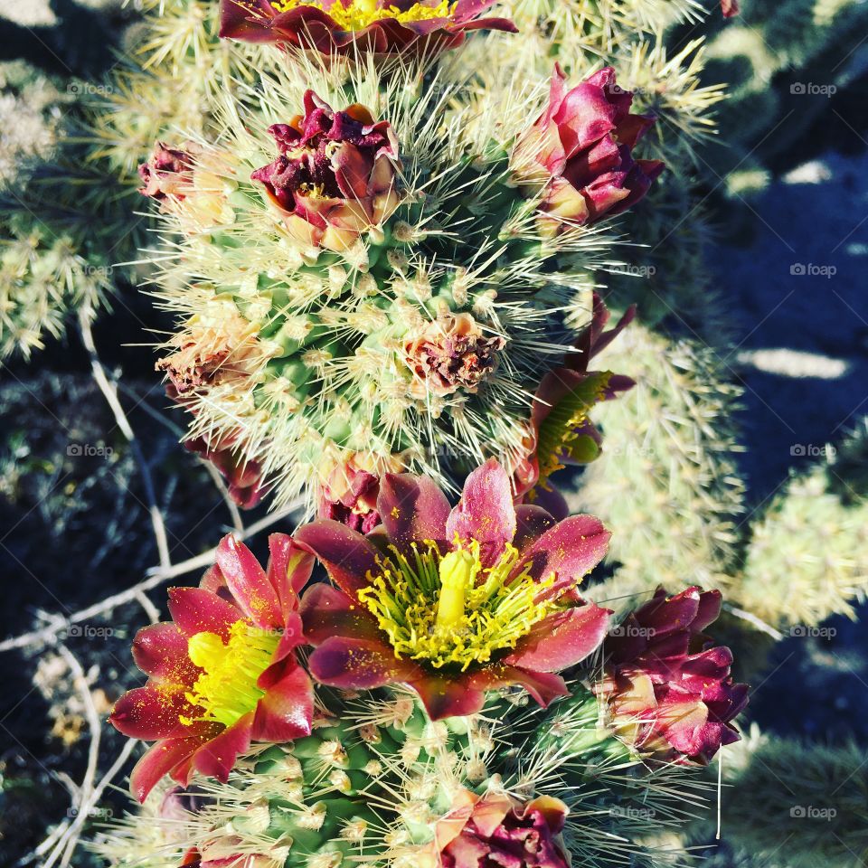 Pink desert cactus flowers blooming after rain