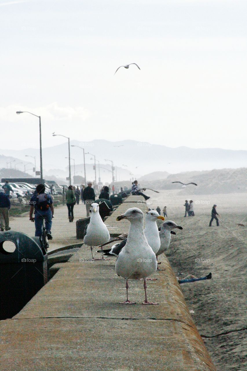 Birds on the beach