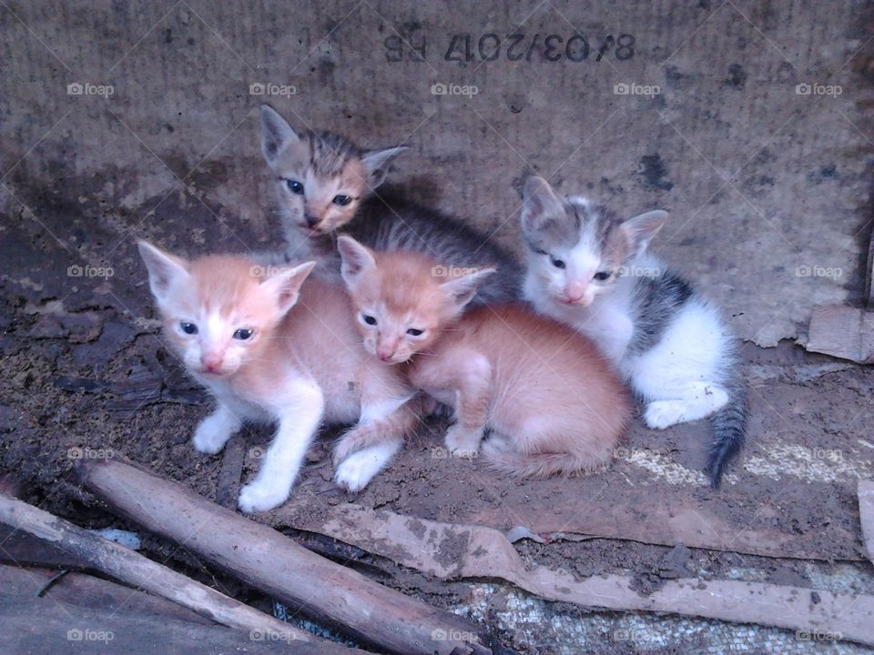 Cat
Kittens