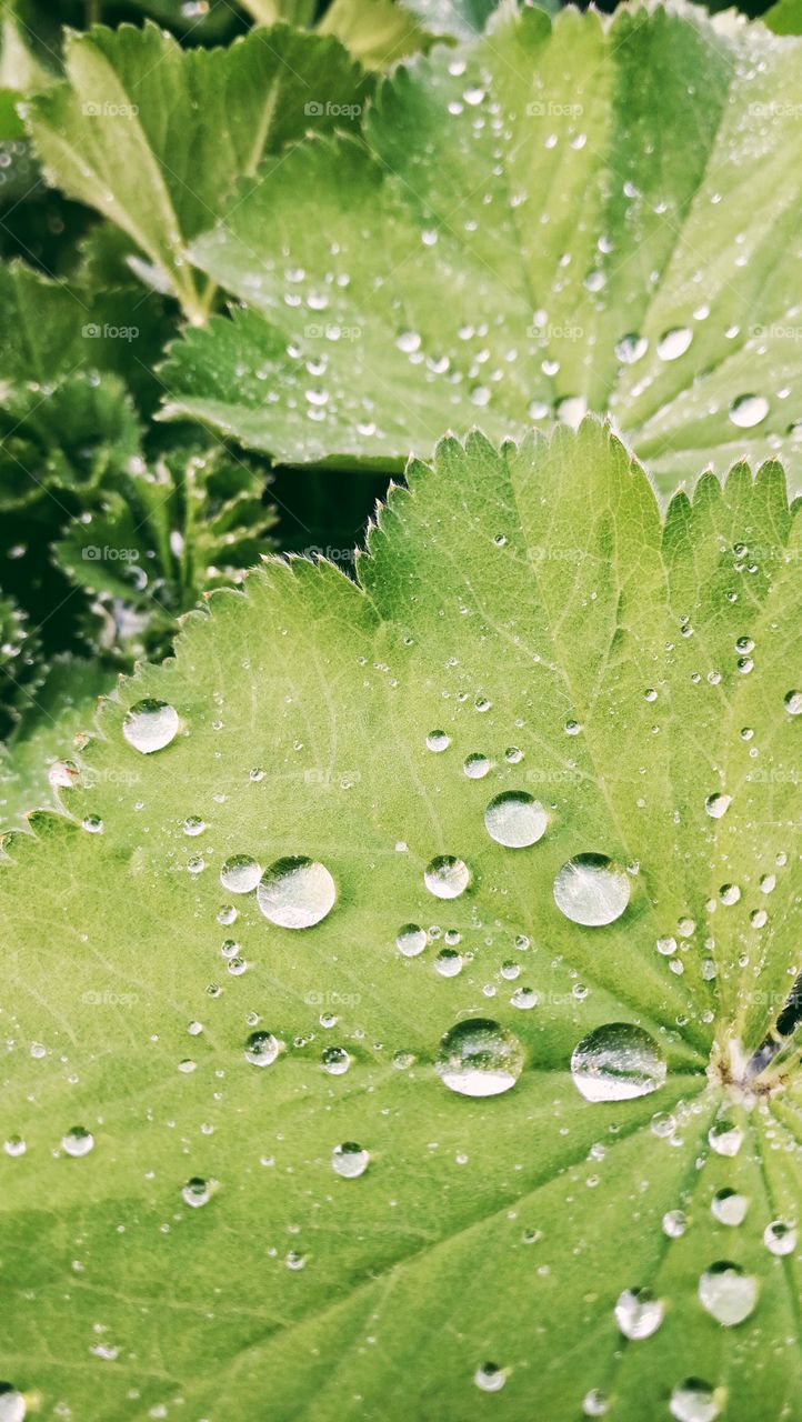 Leaves with rain drops