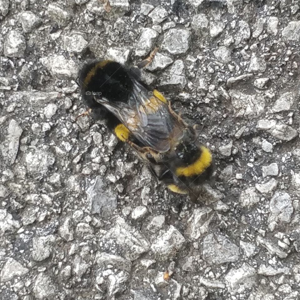 bees mating