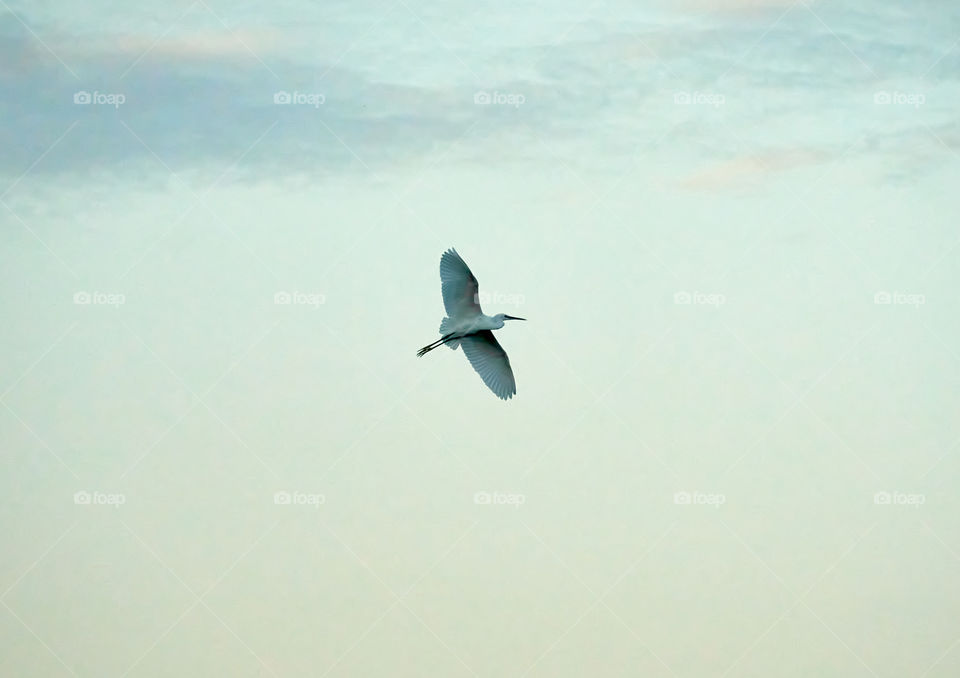 Bird flight photography - Egret - Heron - Fully stretched wings